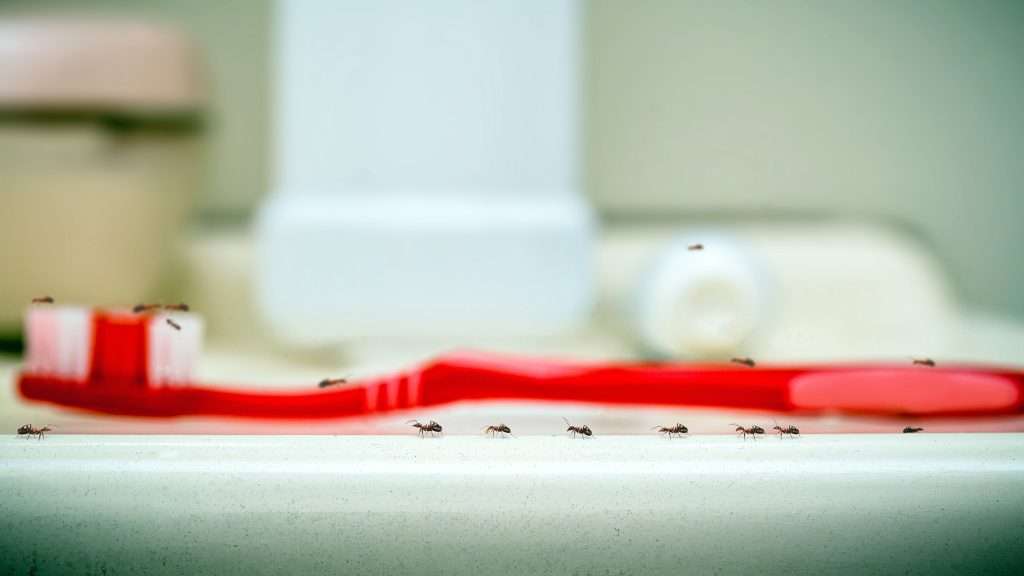 Black Ants on a Red Toothbrush