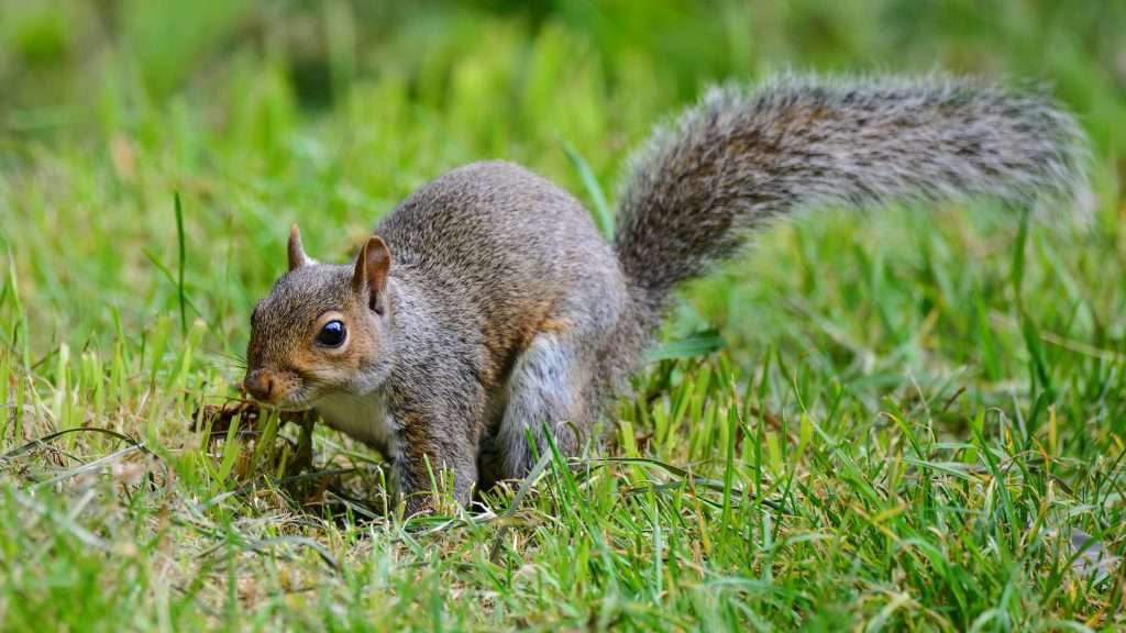 Close Up of Grey Squirrel in the Grass