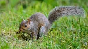Close Up of Grey Squirrel in the Grass